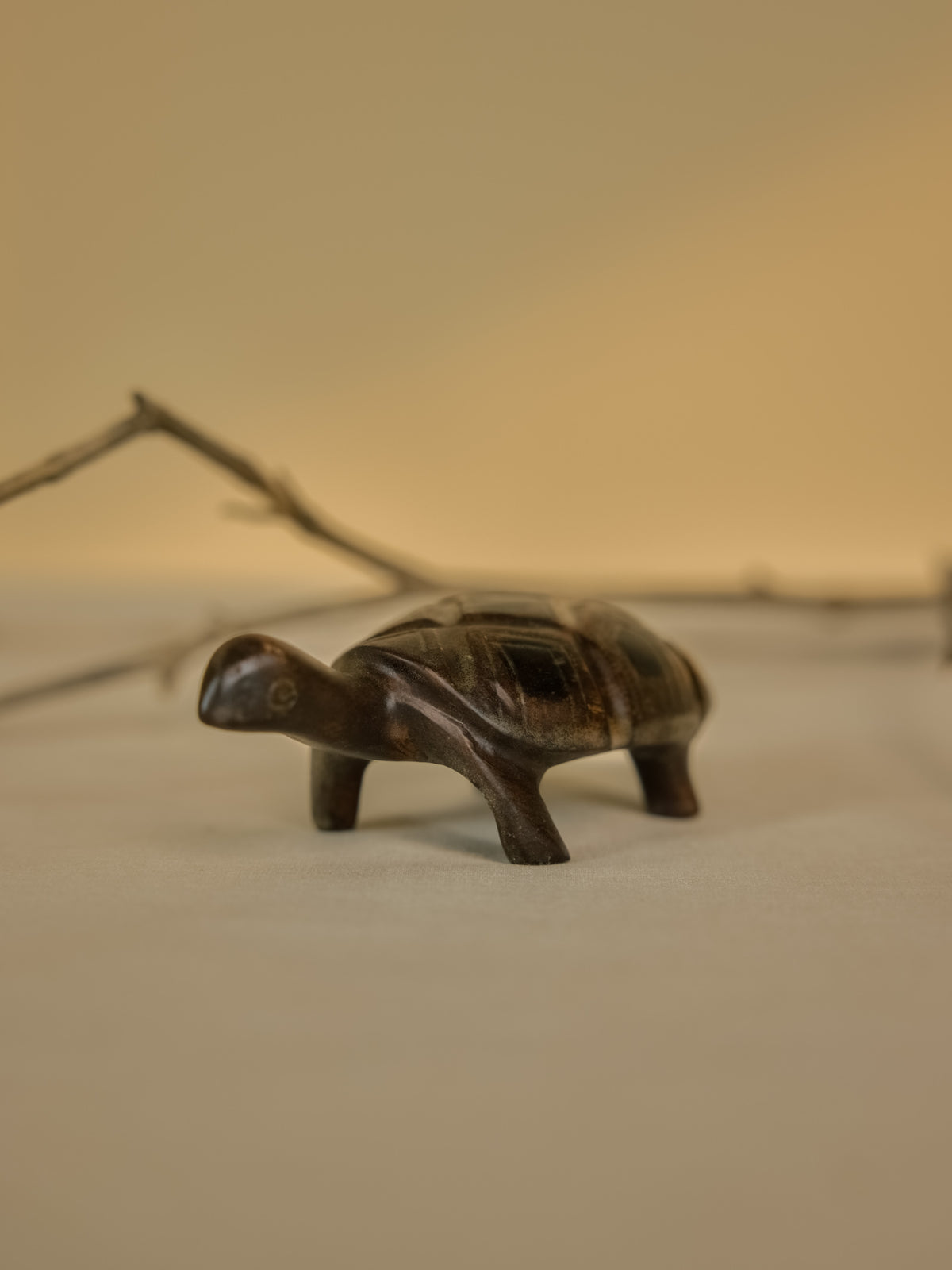 Tortoise Big