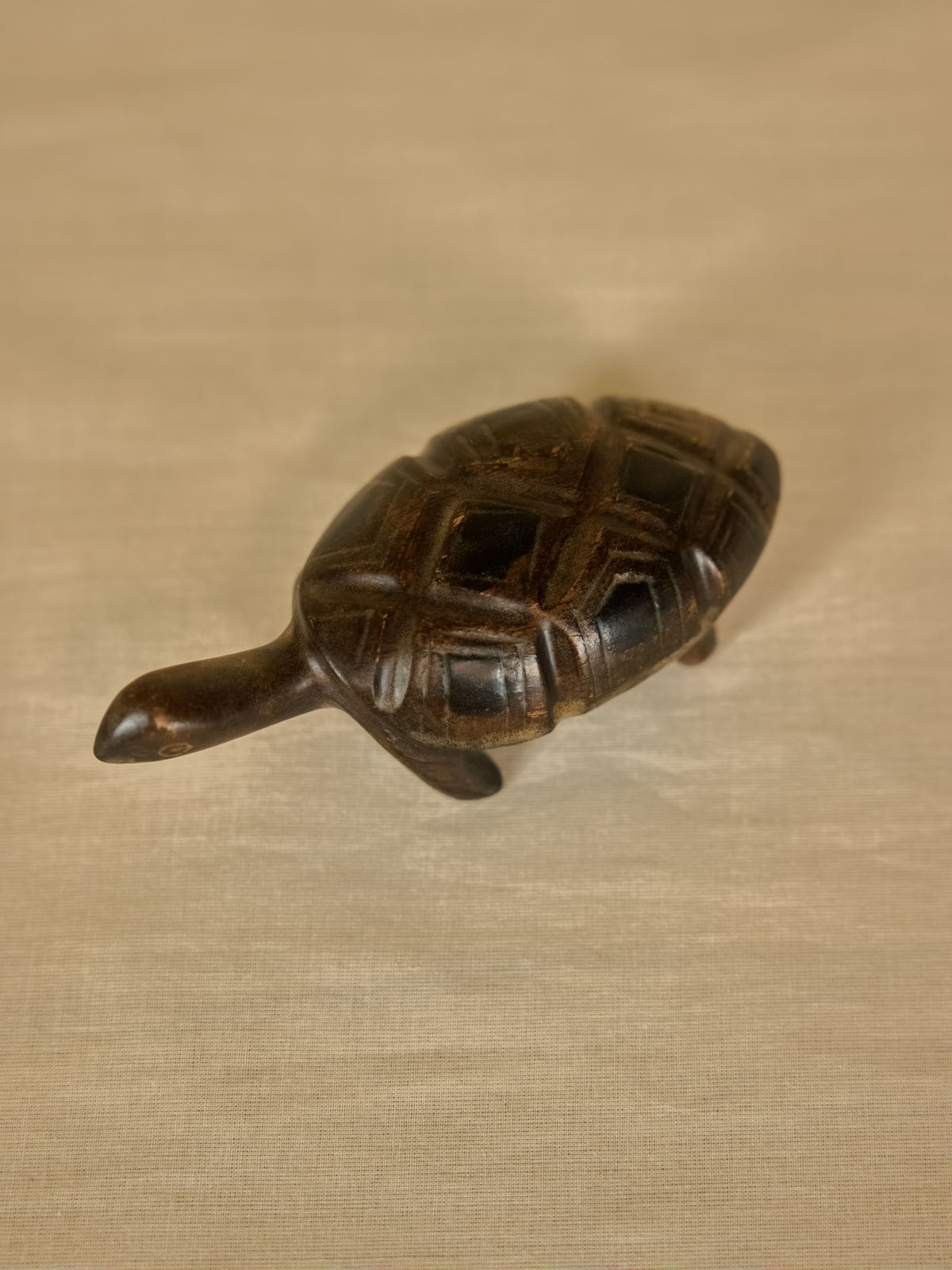 Tortoise Big