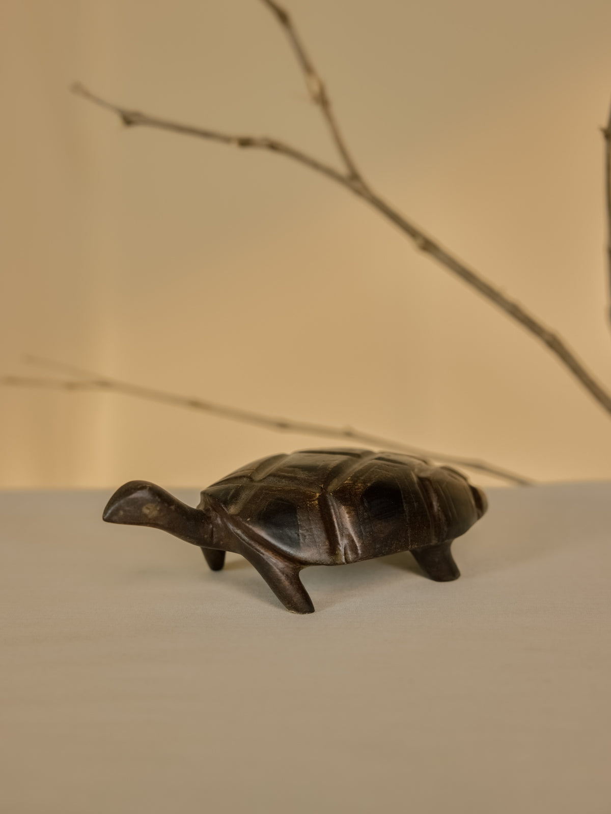 Tortoise Big
