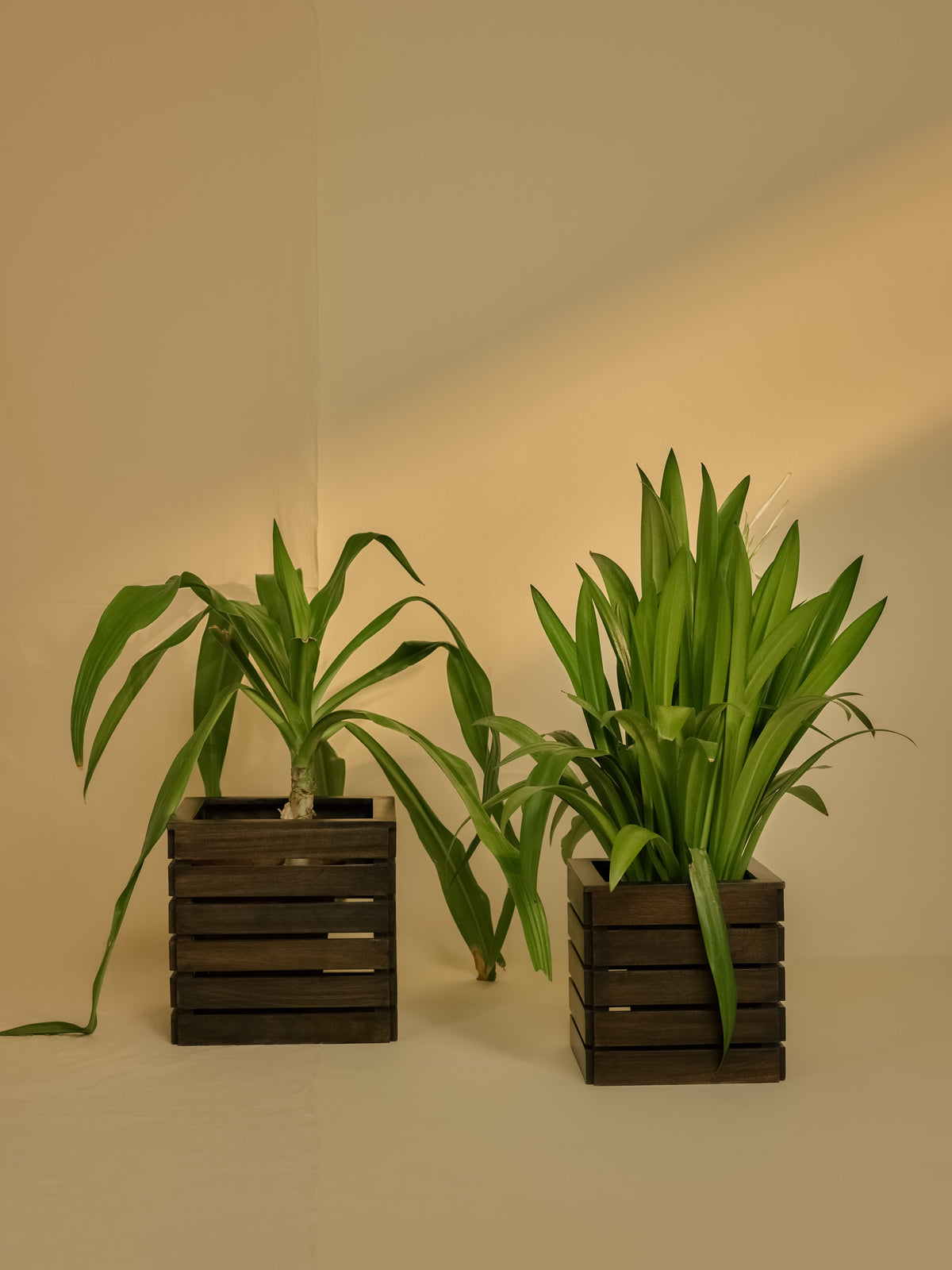Planter Small