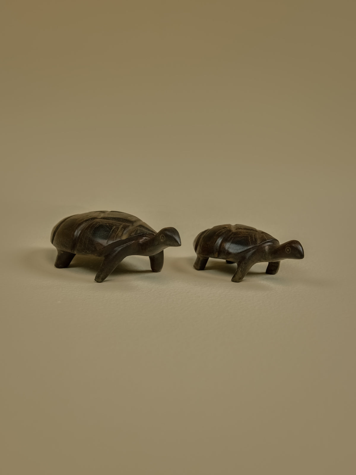 Tortoise Big
