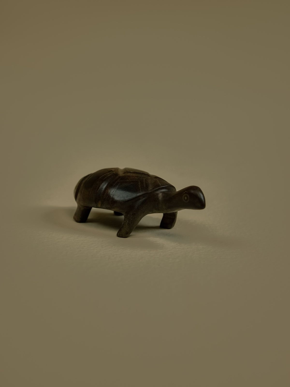 Tortoise Big